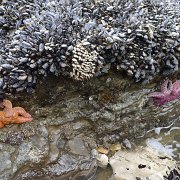 CoastCamp 136 : CoastCamp